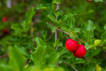 Acerolas maduras no pé da aceroleira.