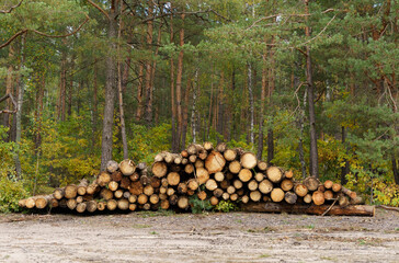 Felled forest near the road, against the background of a growing forest.