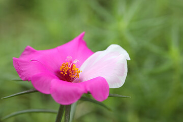 Portulaca oleracea flower macro closeup