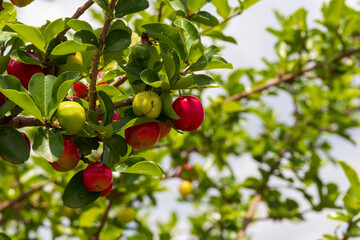 Acerolas maduras no pé da aceroleira.