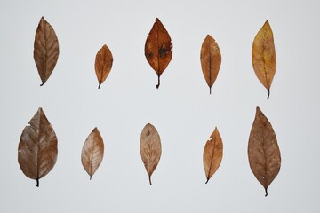 
Some autumn leaves isolated on white background.