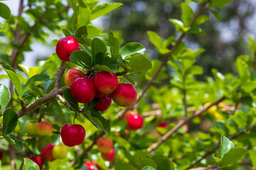 Acerolas maduras no pé da aceroleira.