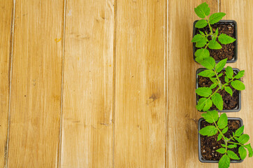 Seedlings of vegetable crops on wooden background. Place for your text. View from above