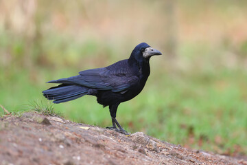 Rook is photographed very close-up on a beautifully blurred background of yellow and red autumn leaves