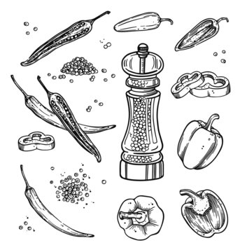 Black pepper hand drawn set with dryed seeds. Peppercorn heap in vintage line art style. Spice white and chili pepper sketch in black and white style. Isolated vector illustration in white background.