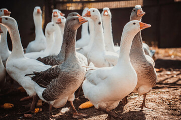 Geese in a country yard. Free range poultry farming