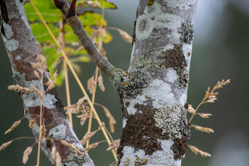 Closeup of moss growing on tree trunk in Selfoss South Iceland