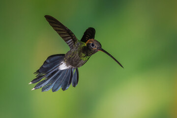 White-whiskered hermit hummingbird in flight