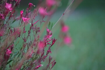 Pink Flowers