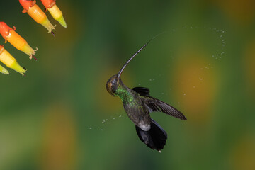 White-whiskered hermit hummingbird in flight and spraying a circle with nectar