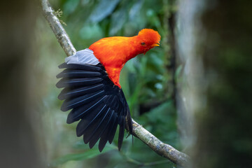 Andean Cock-of-the-rock perched on a branch in the rainforest and spreading wings