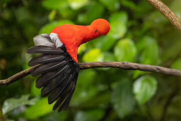 Andean Cock-of-the-rock perched on a branch in the rainforest and spreading wings