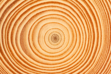Fototapeta na wymiar wood slice circle texture with concentric rings