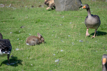 Landscape of wild brown rabbit and goose during summer in park in Reykjavik Iceland