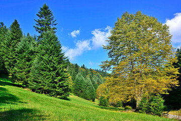 Fototapeta na wymiar Beautiful landscape with magical autumn trees and falling leaves.