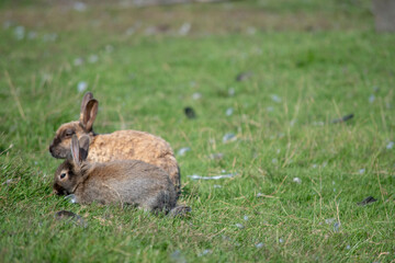Landscape of wild brown rabbit and baby in meadow during summer in park in Reykjavik Iceland