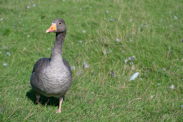Landscape of grazing wild geese during summer in park in Reykjavik Iceland