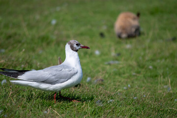 Landscape ofchroicocephalus ridibundus in meadow during summer in park in Reykjavik Iceland