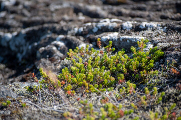 Closeup of empetrum nigrum during summer in park in Reykjavik Iceland