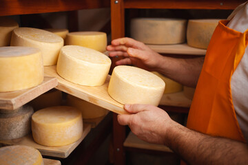 man cheesemaker in the cellar, beautiful wooden shelves with a ready cheese circle, ripening....