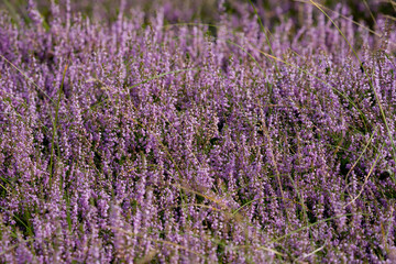 Obraz premium heather -hei -Ericaceae