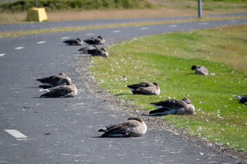 Landscape of wild geese sleeping during summer in park in Reykjavik Iceland