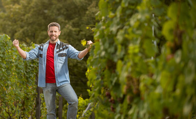 happy vinedresser standing at winery farm, harvesting