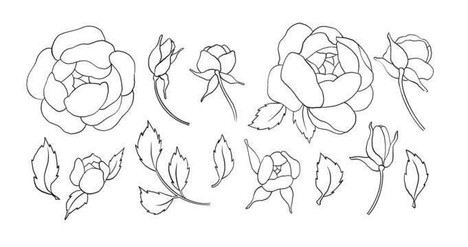 Vintage hand made line peonies or rose set. Botanical froral design. Isolated on white flowers. For greeting, invitation, wedding, birthday, valentine card. Botanical illustration