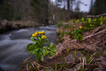 Russia. South of Western Siberia. Kuznetsk Alatau. Spring flowers on the bank of the Borisovsky mountain stream, the right tributary of the Tom River.