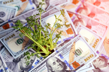 Green sprouts of dollar bills (feed business, prosperity, economic growth, private business - concept)