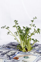 Green sprouts of dollar bills (feed business, prosperity, economic growth, private business -...