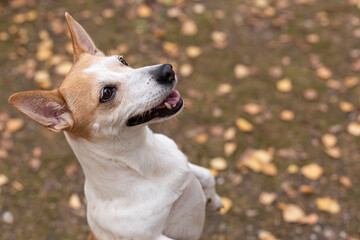 Jack Russell Terrier, a thoroughbred dog in a nature park