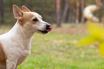 Jack Russell Terrier, a thoroughbred dog in a nature park