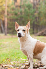Jack Russell Terrier, a thoroughbred dog in a nature park