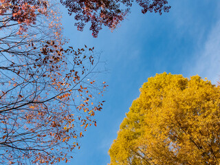 紅葉の「びわこ文化ゾーン」を散策