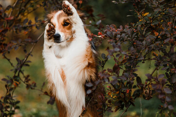 Portrait of a cute border collie dog playing in leaves 