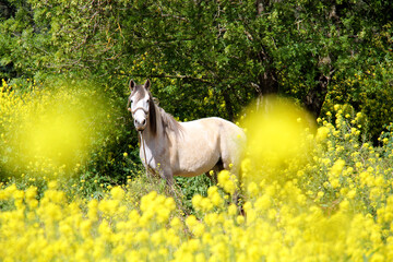 Portuguese Lusitano Horse in field of yellow flowers