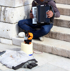  Young man playing the accordion with his little dog holding in his mouth a money basket.