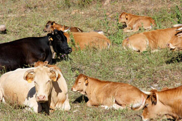 Different colour cows resting in a field