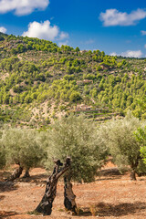 Olive tree plantation in the Tramuntana Mountains of Mallorca-8068