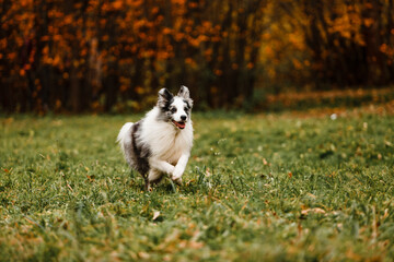 Naklejka na ściany i meble Running merle border collie dog in autumn forest