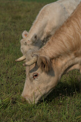 white Charolais cow and her calf