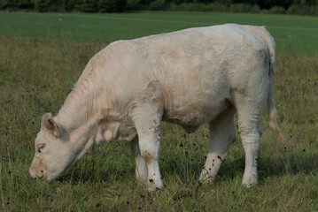 Naklejka na ściany i meble young Charolais calf grazing in a meadow