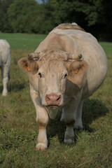 white Charolais cow in a meadow in Auvergne