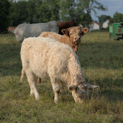 Charolais and Salers mixed breed calves, white and brown