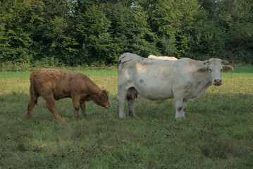 white Charolais cow and her calf