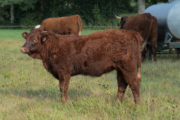 young calf of the Salers breed, in Auvergne