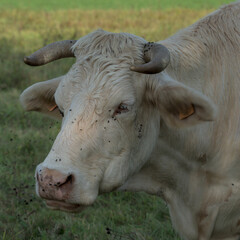 white Charolais cow in a meadow in Auvergne