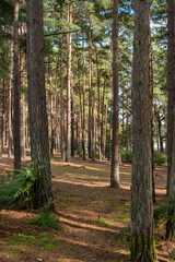 Fototapeta premium Trees in Forest