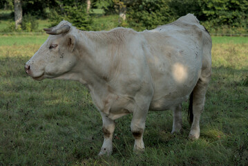 white Charolais cow in a meadow in Auvergne